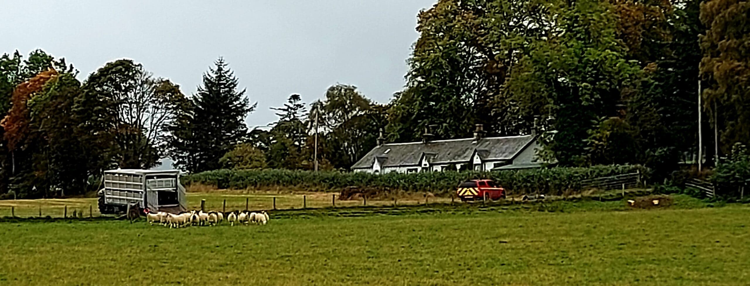 Photo of sheep jumping out the trailer into our field atenter field at Thirlestane