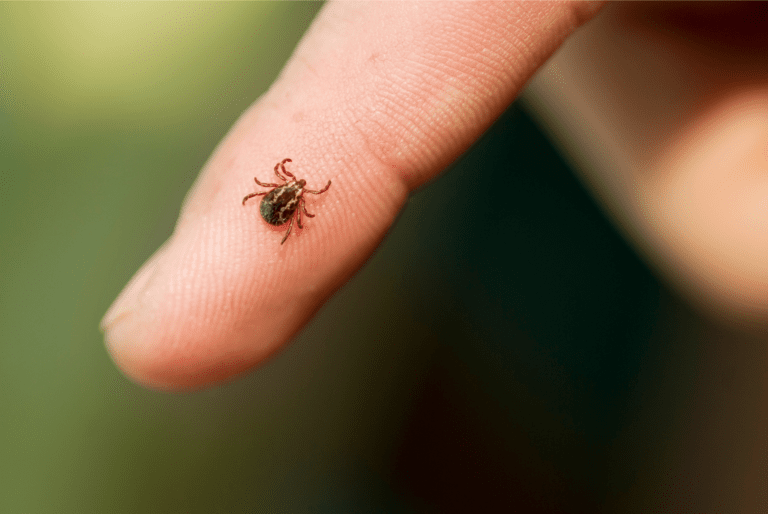 Photo of a small tick on a pointing finger